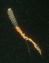 Marrus orthocanna, a physonect siphonophore